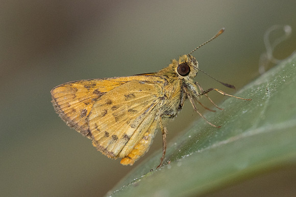 Potanthus pava-6904