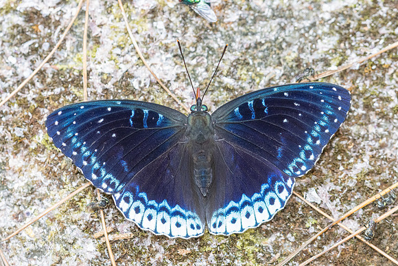 Stibochiona nicea-5920 - Doi Suthep 1577m - 27/03/25