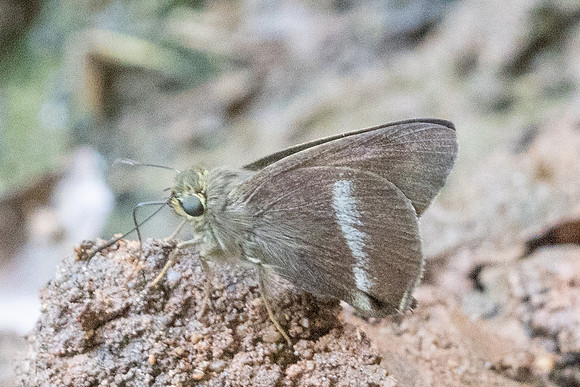 Hasora chromus-5517- Doi Suthep - 27/03/25