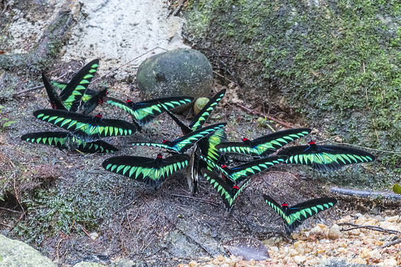 Trogonoptera brookiana-0155