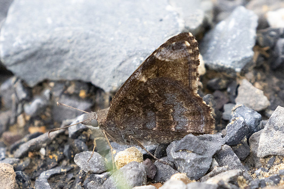Cogia calchas-0201