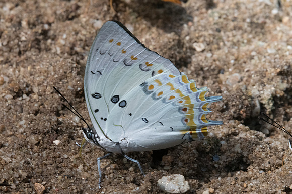 Polyura delphis-2334 - Chiang Dao - 15/11/23
