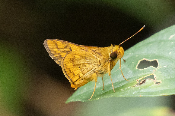Potanthus omaha-0737