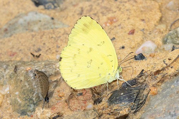 Eurema blanda-9839
