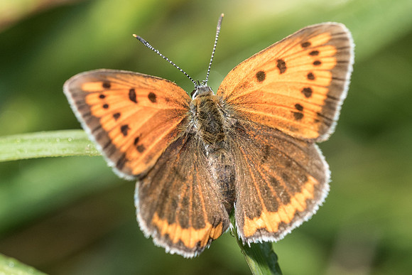 Lycaena dispar-3587- Orly sur Morin - 24/08/19