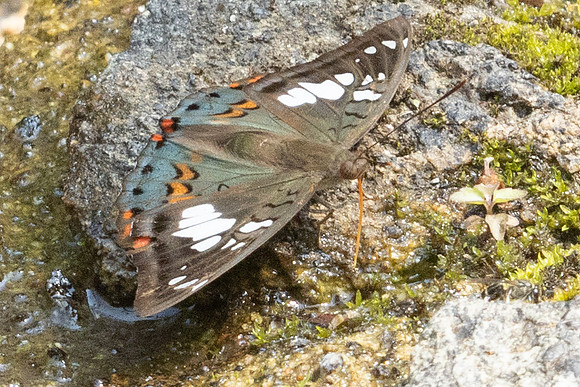 Euthalia djata osadai-6112