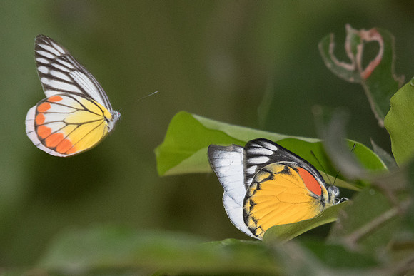 Delias hyparete indica-4256 - Chiang Mai - 8/03/23