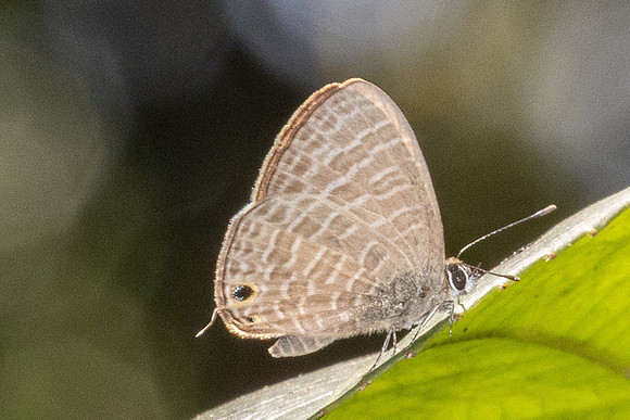 Nacaduba kurava-5746