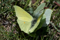 Gonepteryx rhamni-7532