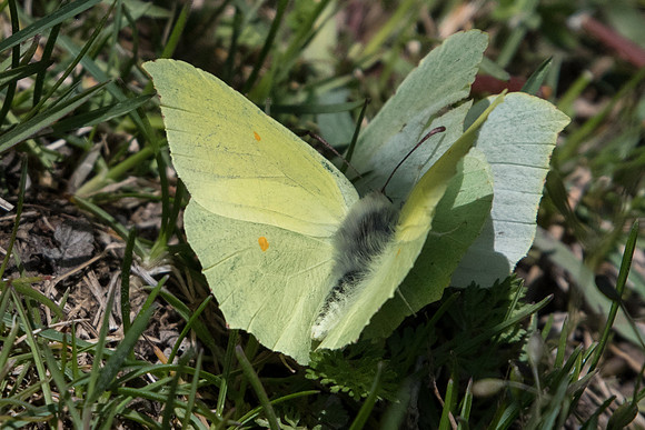 Gonepteryx rhamni-7532