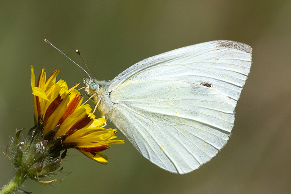 Pieris rapae-9011 - Orly sur Morin - 10/08/24