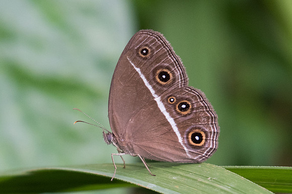 Orsotriaena medus medus-5202 - Phanom Bencha Mountain - 23/11/23