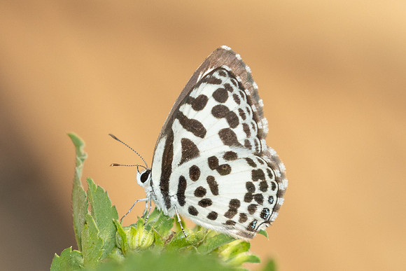 Castalius rosimon-3407