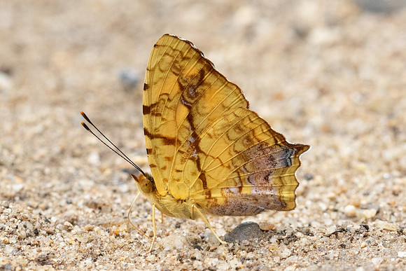 Symbrenthia lilaea-0784 - Chiang Dao - 16/03/24