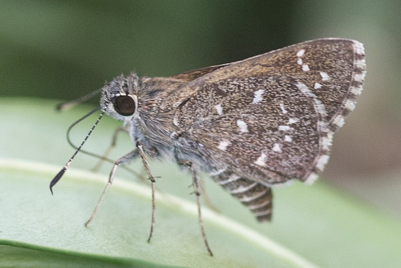 Amblyscirtes tolteca prenda-5866