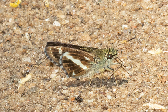 Sebastonyma pudens-6431