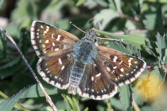 Spialia orbifer-8839