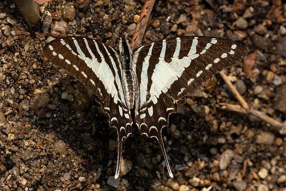Graphium nomius-6963 - Doi-Suthep - 28/03/24