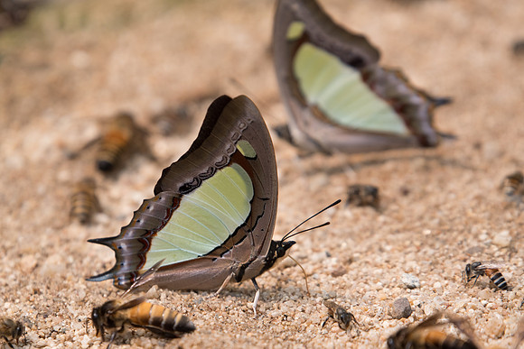 Polyura arja-2190- Chiang dao - 11/03/23