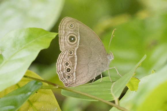 Mycalesis sp-7376 -Khao Phanom Bencha National Park - 28/11/23