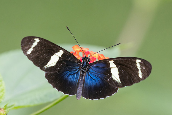 Heliconius sara-9727
