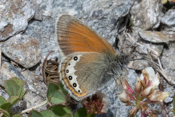 Coenonympha gardetta-1408 - Col d'Agnel - 24/06/25