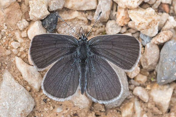 Cupido minimus-5348 - Cipieres - 12/05/21