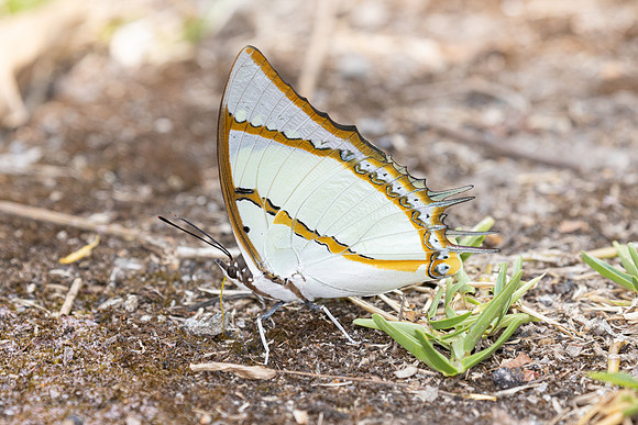 Polyura dolon-3539