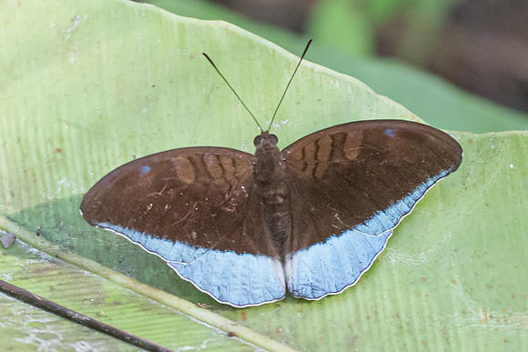 Cynitia flora andersonii-7171   - Khao Phanom Bencha National Park - 28/11/23