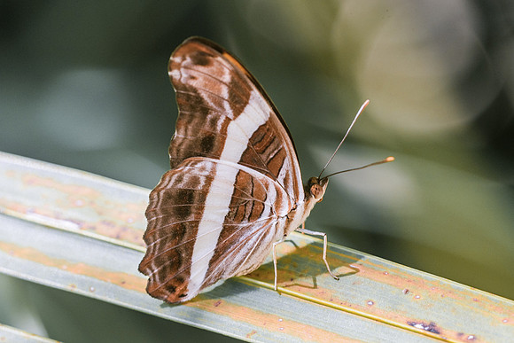 Adelpha fessonia-5965