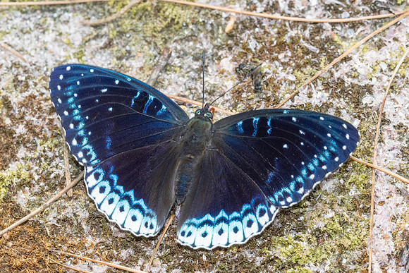 Stibochiona nicea-5880 - Doi Suthep 1577m - 27/03/25