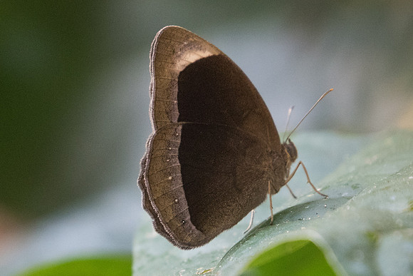 Mycalesis anaxias-4796 Doi-Suthep - 9/03/23