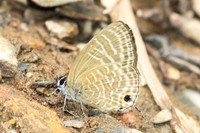 Nacaduba pactolus-1951
