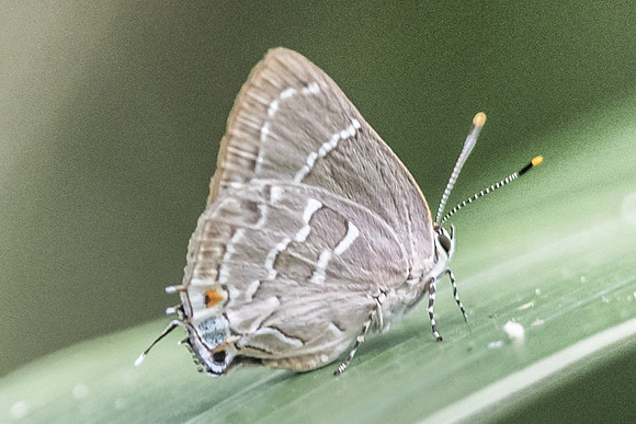 Celmia conoveria-3874