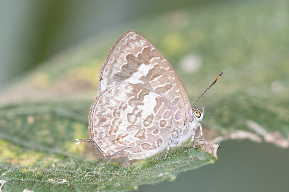 Arhopala paraganesa zephyretta-4958
