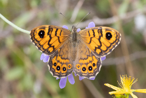 Lasiommata megera-8905