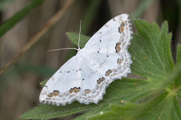 Scopula ornata-6238 - St Dalmas le selvage - 27/06/21