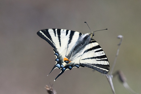 Iphiclides podalirius-8614