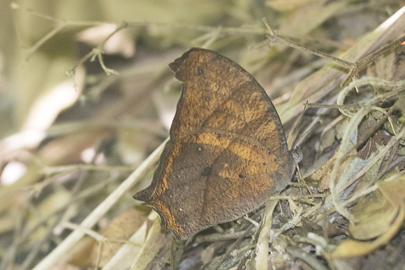 Melanitis leda-2882 - Chiang Rai - 18/11/23