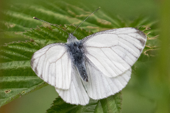 Pieris napi-6549 - Passonfontaine - 27/05/22