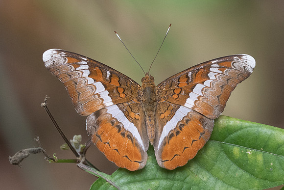 Lebadea martha malayana-6813 - Doi-Suthep - 14/03/23