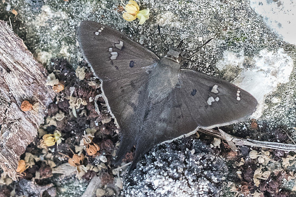 Polythrix asine-5934