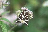 Callimorpha quadripunctaria - Fontainebleau - 15/08/18