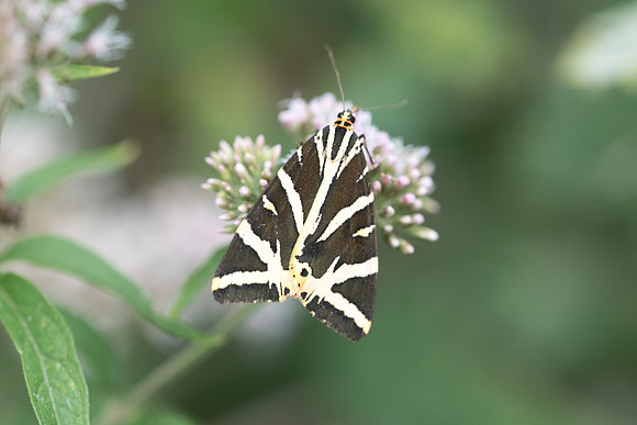 Callimorpha quadripunctaria - Fontainebleau - 15/08/18