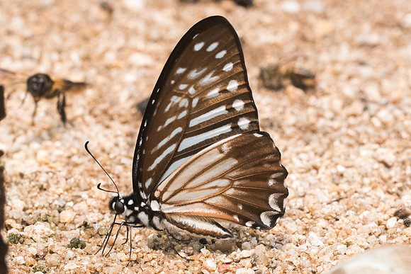 Graphium macareus burmensis - 0843 - Chiang Dao  - 11/03/23