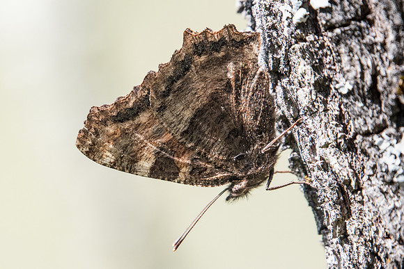 Nymphalis polychloros -8531 - Route Paranestiou Sidironerou