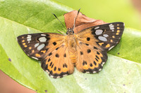 Coladenia indrani uposathra-6326 - Doi Suthep - 14/03/23