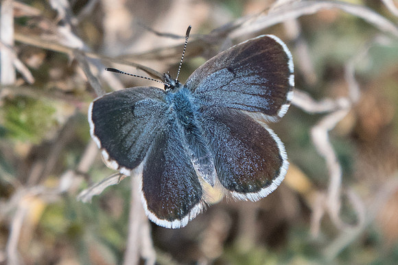 Pseudophilotes vicrama-7200