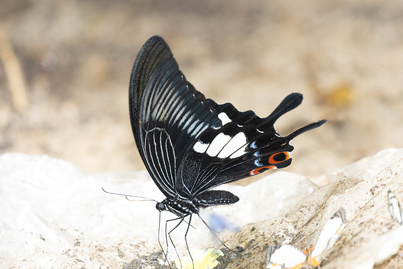 Papilio iswara-0235