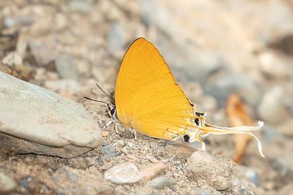 Ticherra acte-1668 - Chiang Dao - 18/03/25